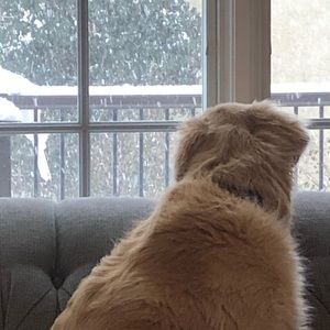 Meet your Posher, Tara